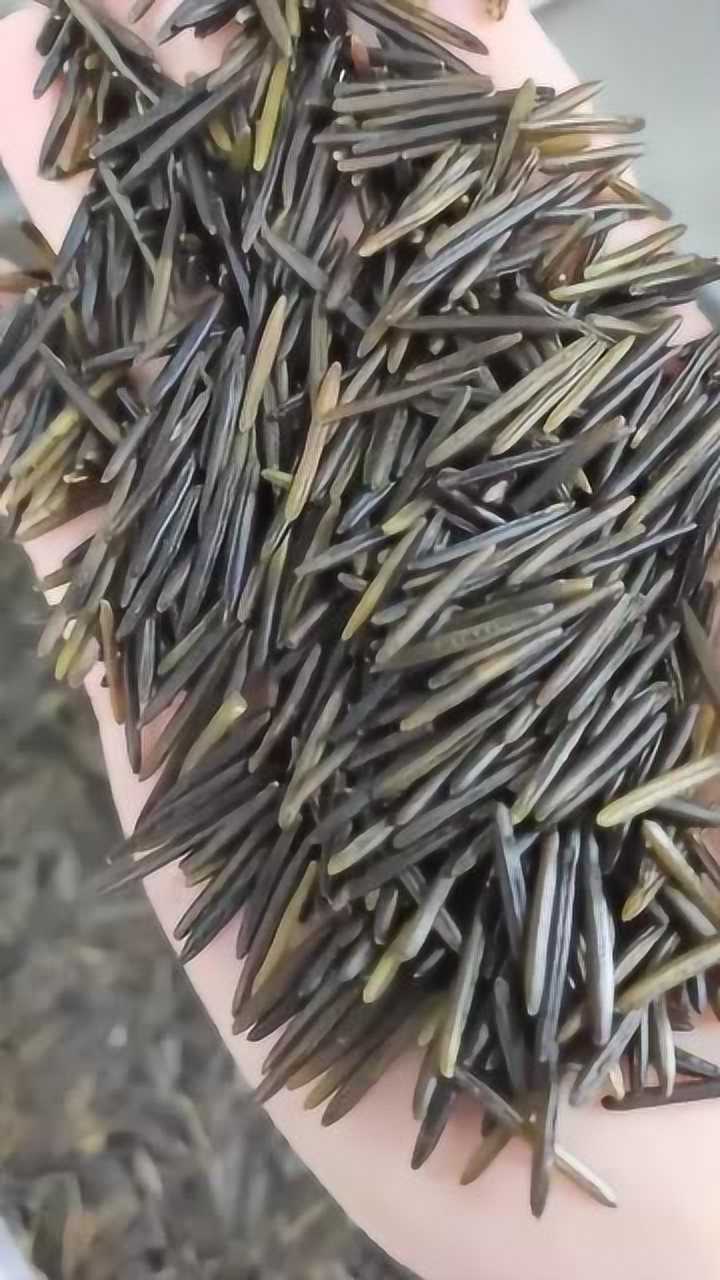 你一定没吃过的米,世界上最长的米,市场上叫做美国野米