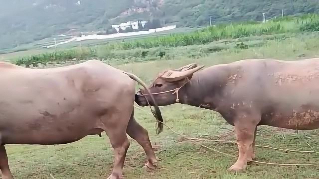 只有在蜜月期公牛才会放下架子像跟屁虫一样尾随母牛