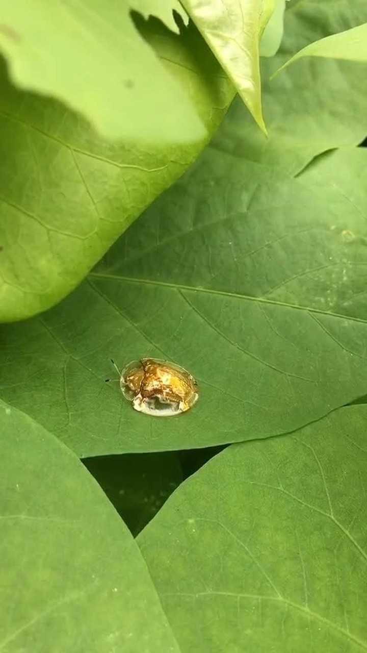 這蟲子又來禍害我家地瓜葉了真想把它抓起來試試能不能提煉出黃金