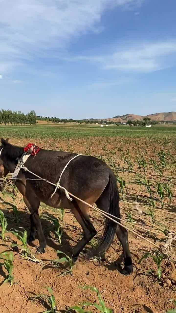 這到底是騾子還是馬呀,力氣咋就那麼大呢