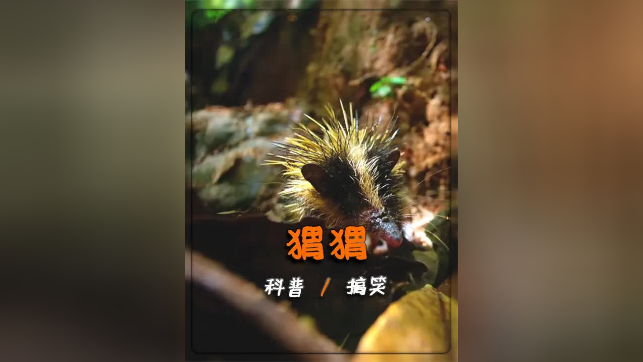 这个背刺不简单,在野外全靠它_腾讯新闻