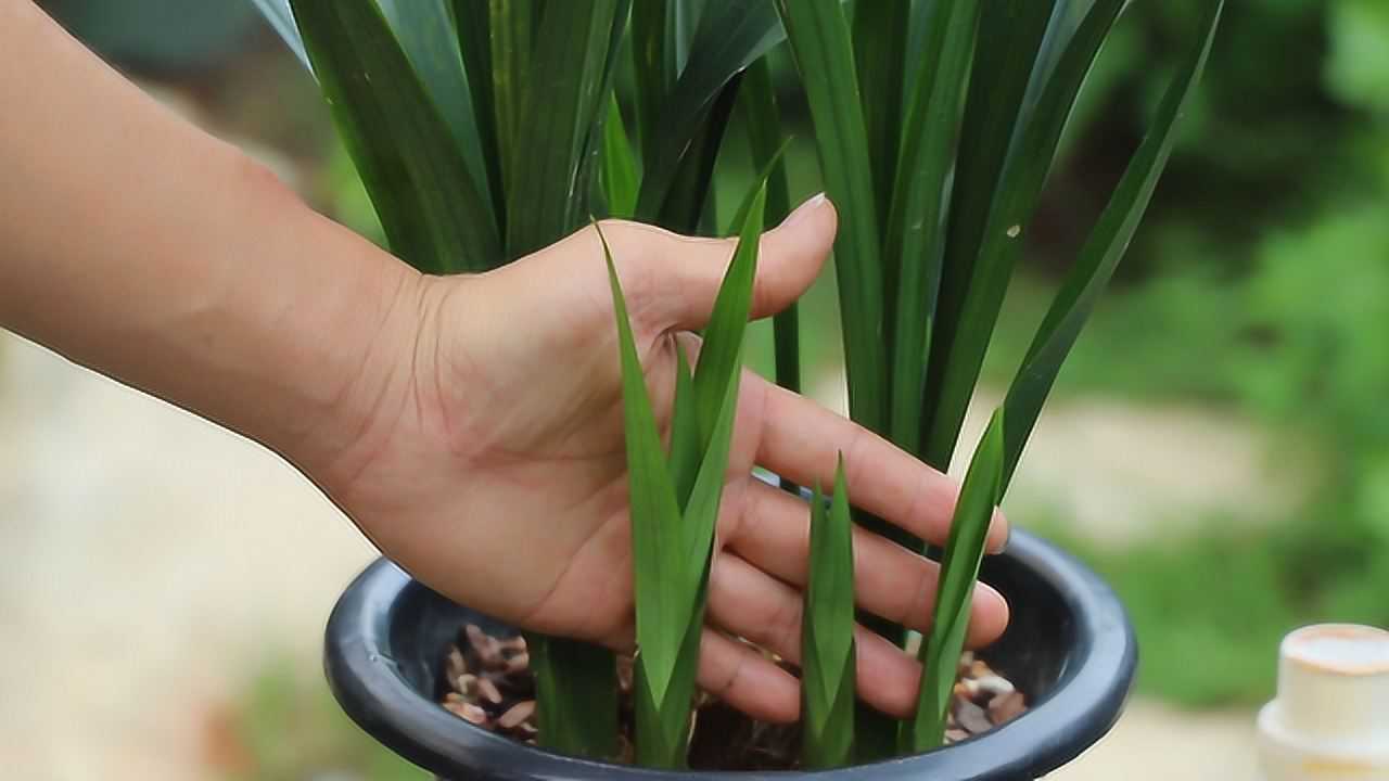 让兰花根多,根粗长势又旺盛,记得用点它,效果比柳树枝水好多了_高清1080P在线观看平台_腾讯视频