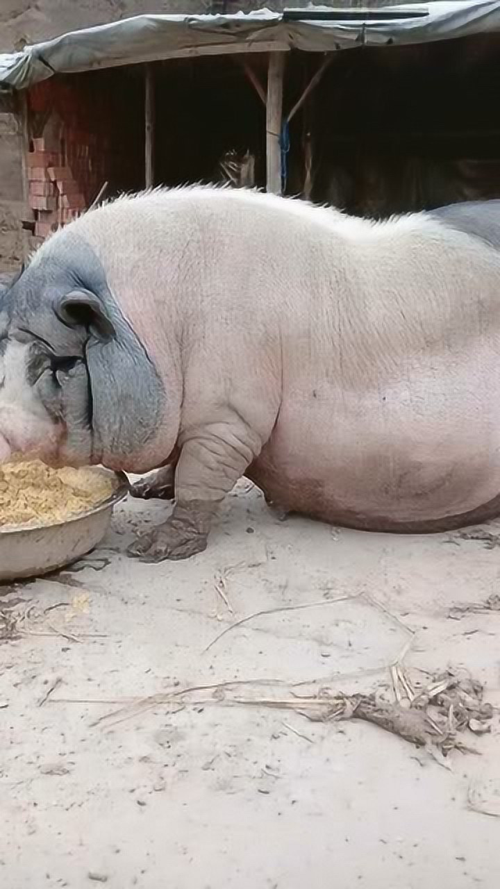 我看这是吃席长大的吧,不然怎么可能有这么一身肉,真是胖的跟猪一样!