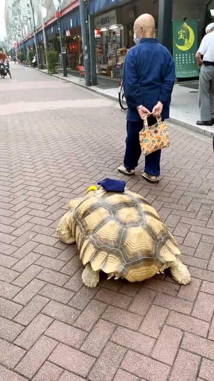 世界之大无奇不有大爷出门遛乌龟也不知道谁能熬过谁
