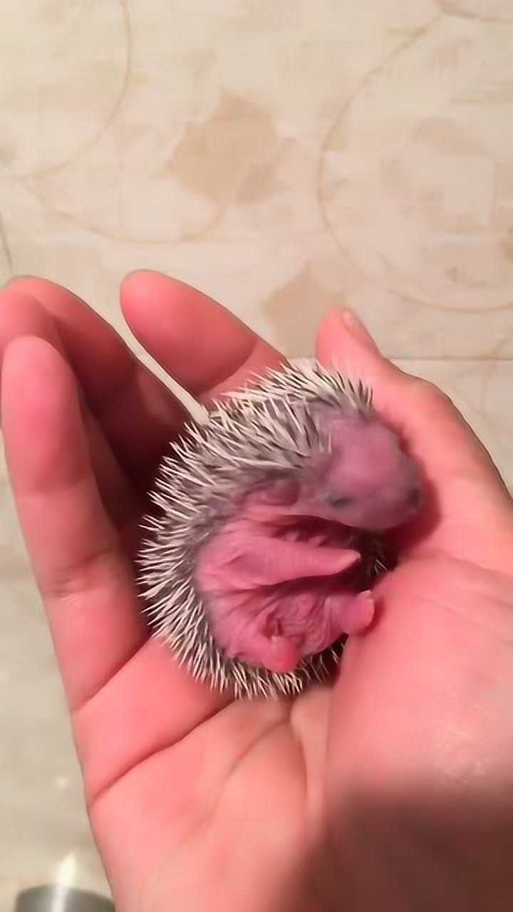 刺猬不是不会叫其实刺猬叫起来就和小鸟的叫声一样