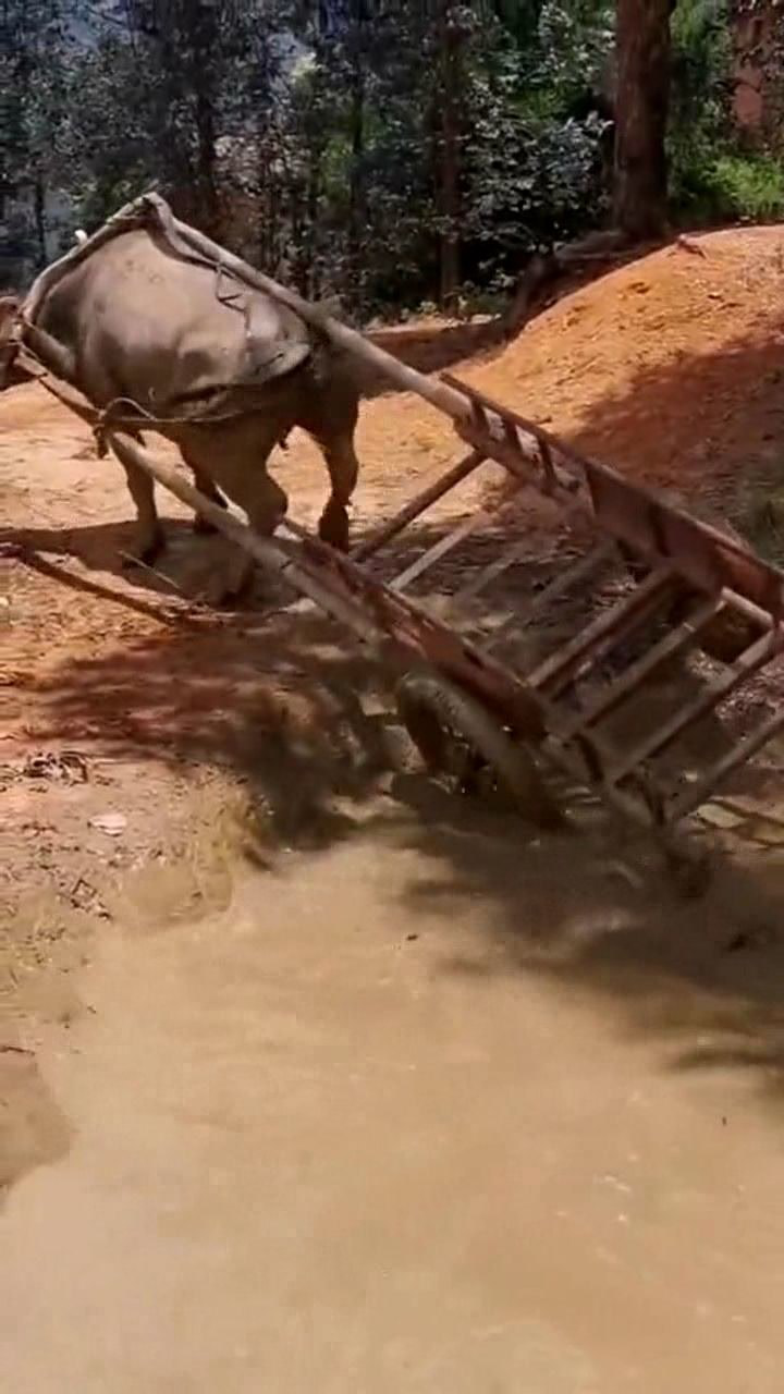 拉车多年的老牛感觉车子要翻了还会自己调整位置