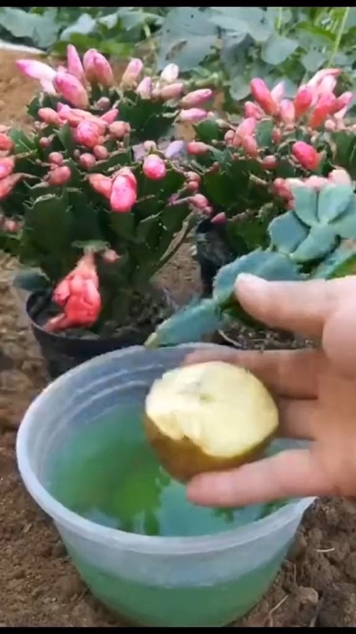 土豆扦插蟹爪兰这样做