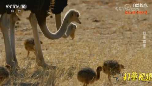 小鸵鸟成长日记，看小毛球如何逆袭成为沙漠大鸟|央视网
