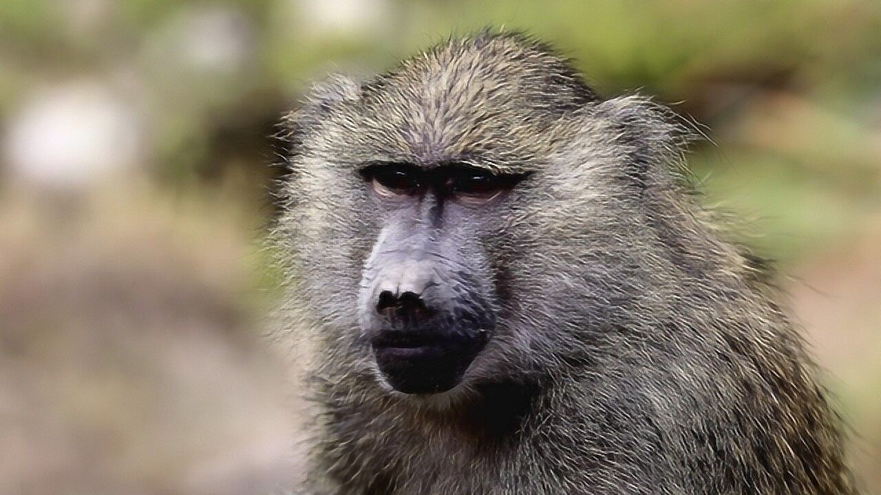 年青的公狒狒要学习很多技能,也许有一天它会统治整个族群!_腾讯视频