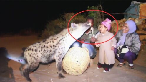 非洲之王鬣狗为何只怕非洲人？短短60秒钟的视频，让人心酸不已