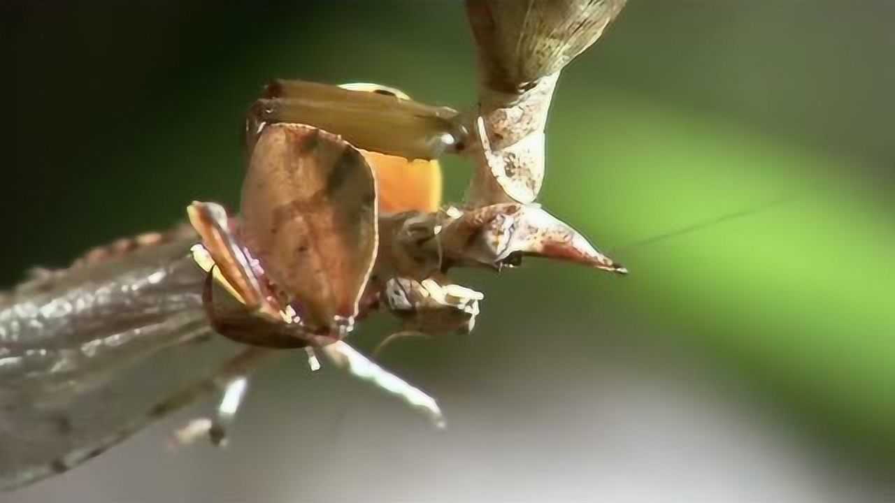 生命的故事繁殖后代螳螂非化学物质引发的求偶行为