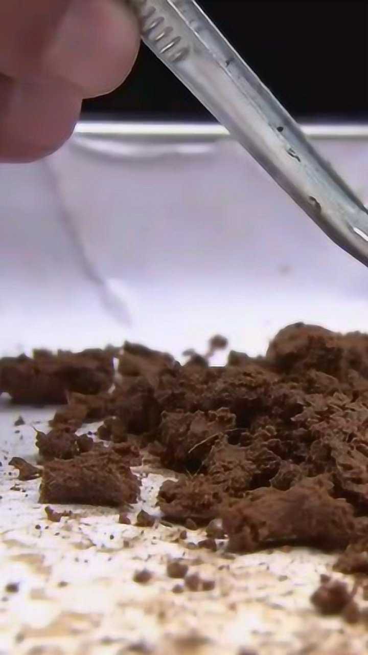 原来麝香是这样取出来的!涨知识了