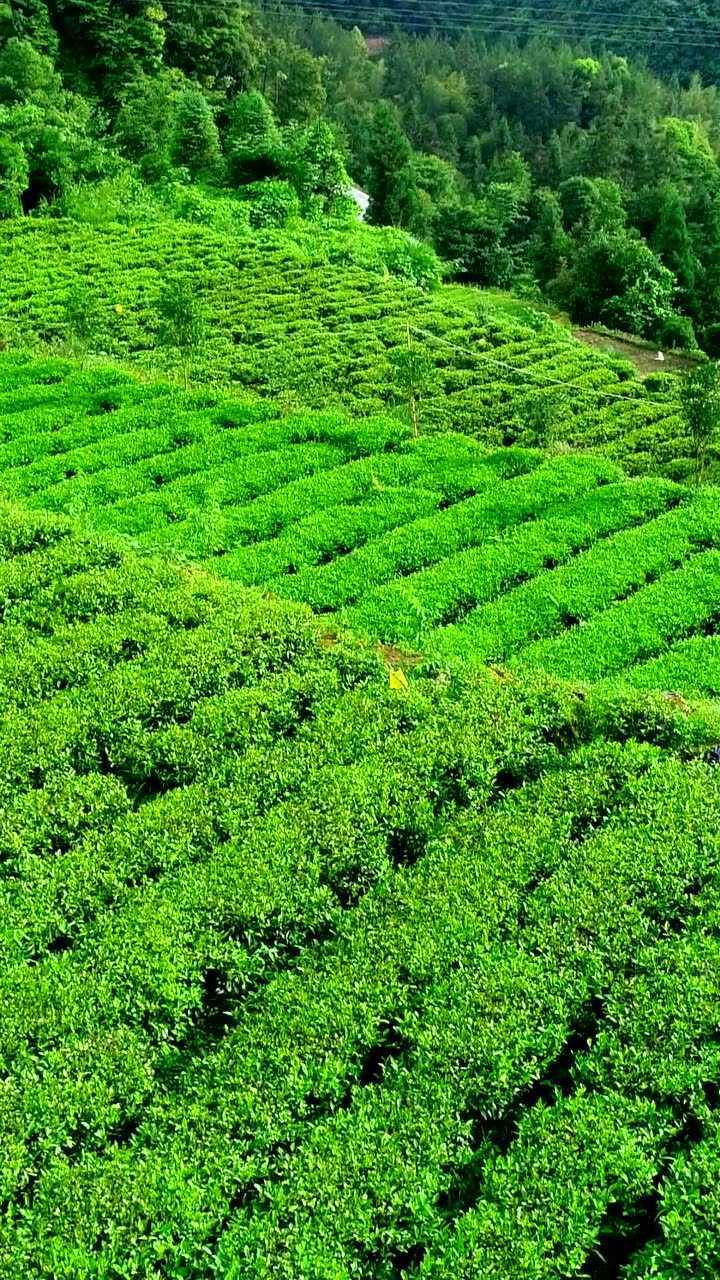 利川红茶之佳兴茶业茶园风光
