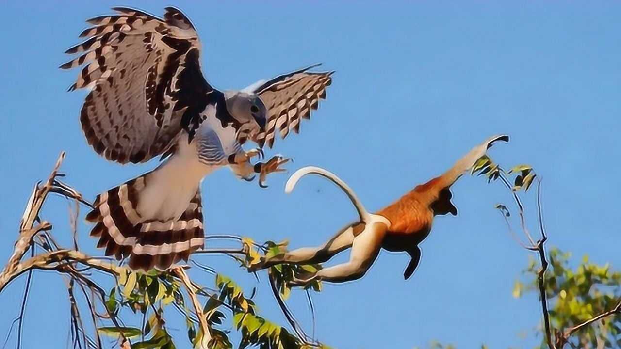 菲律宾发现"食猴鹰,实拍食猴鹰抓猴子,镜头记录残忍过程!