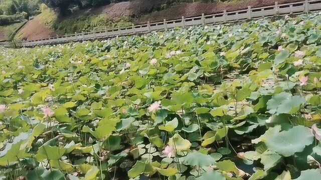 去荷花池观赏荷花