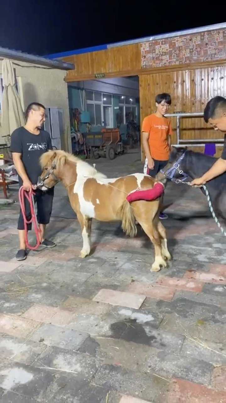 這是在配馬嗎,怎麼還有點不好意思了麼