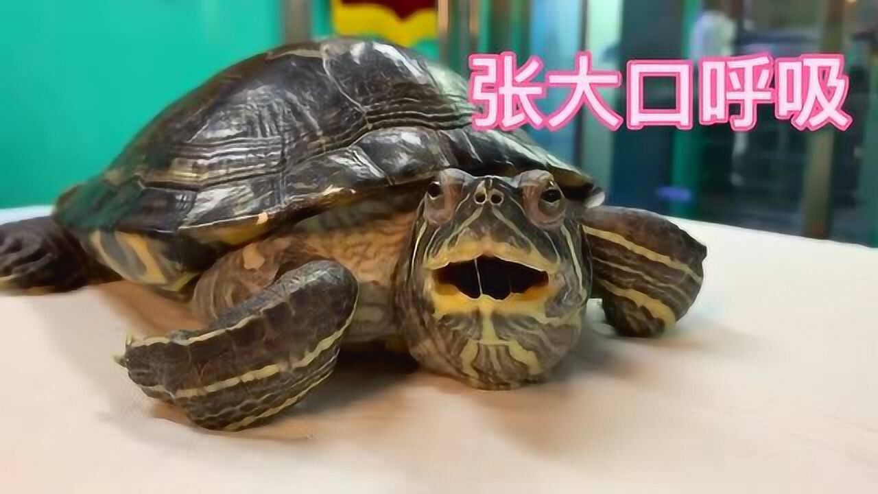 乌龟也会得肺炎,也会用嘴呼吸,你听这声音!