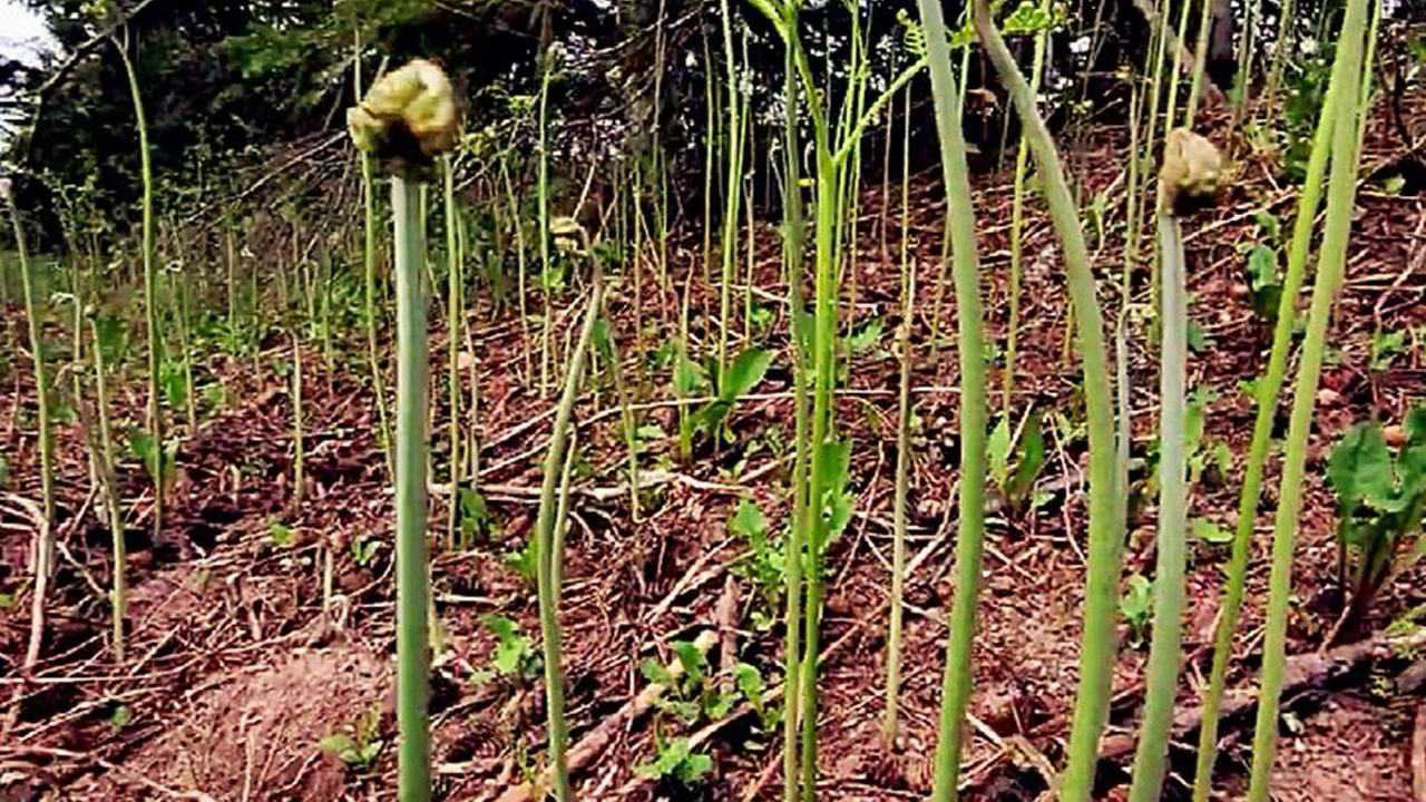 山裡採摘野生蕨菜鮮嫩密密麻麻一片讓你根本停不下來