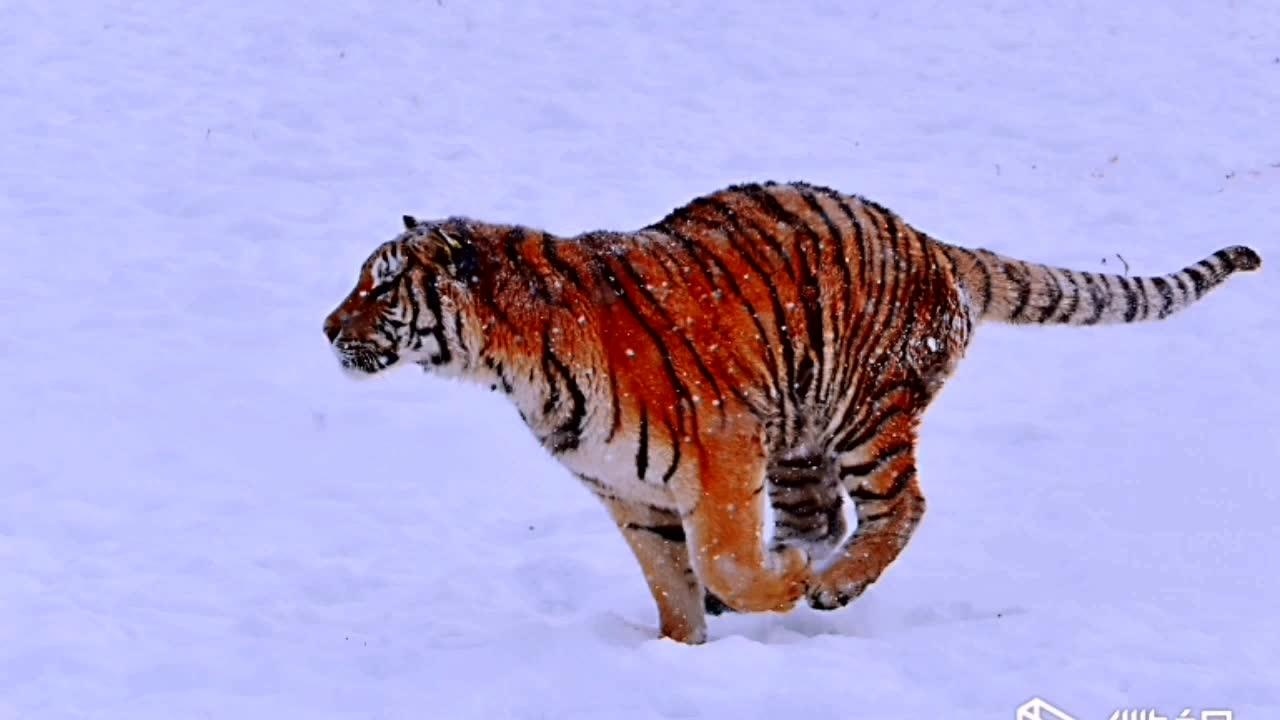 奔跑的东北虎