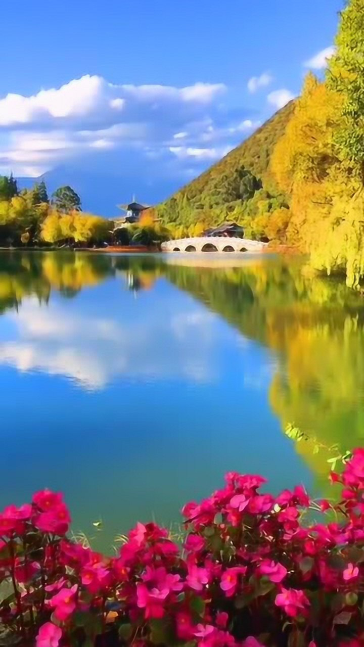 鲜艳红开望桥长蓝天白云胡杨林,丽江清波倩影镶美景如画歌悠扬