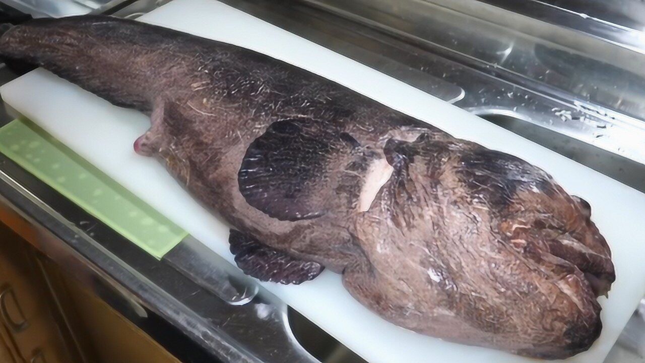 小伙解体日本最有名的"狼鱼",一刀断头只取鱼头精华,嫩得慌