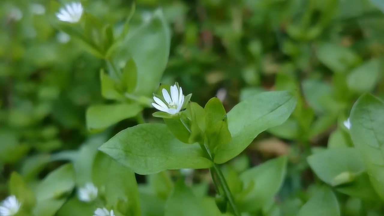 头晕目眩血压高农村一种野草专治这种病鹅肠草听说过吗