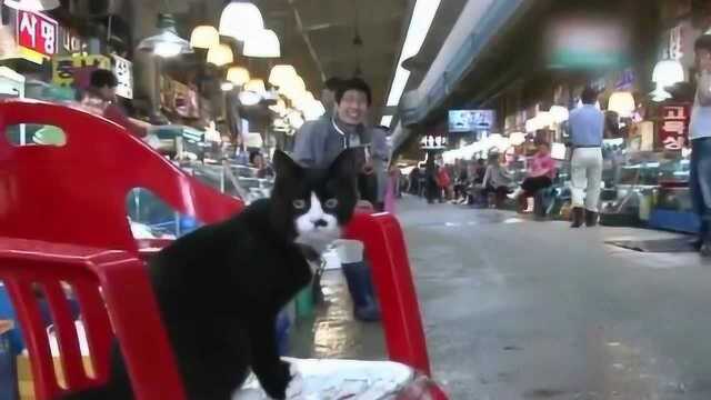 网红小猫咪专门替主人看店,就是不知道这工资怎么算,两斤小鱼干够吗?