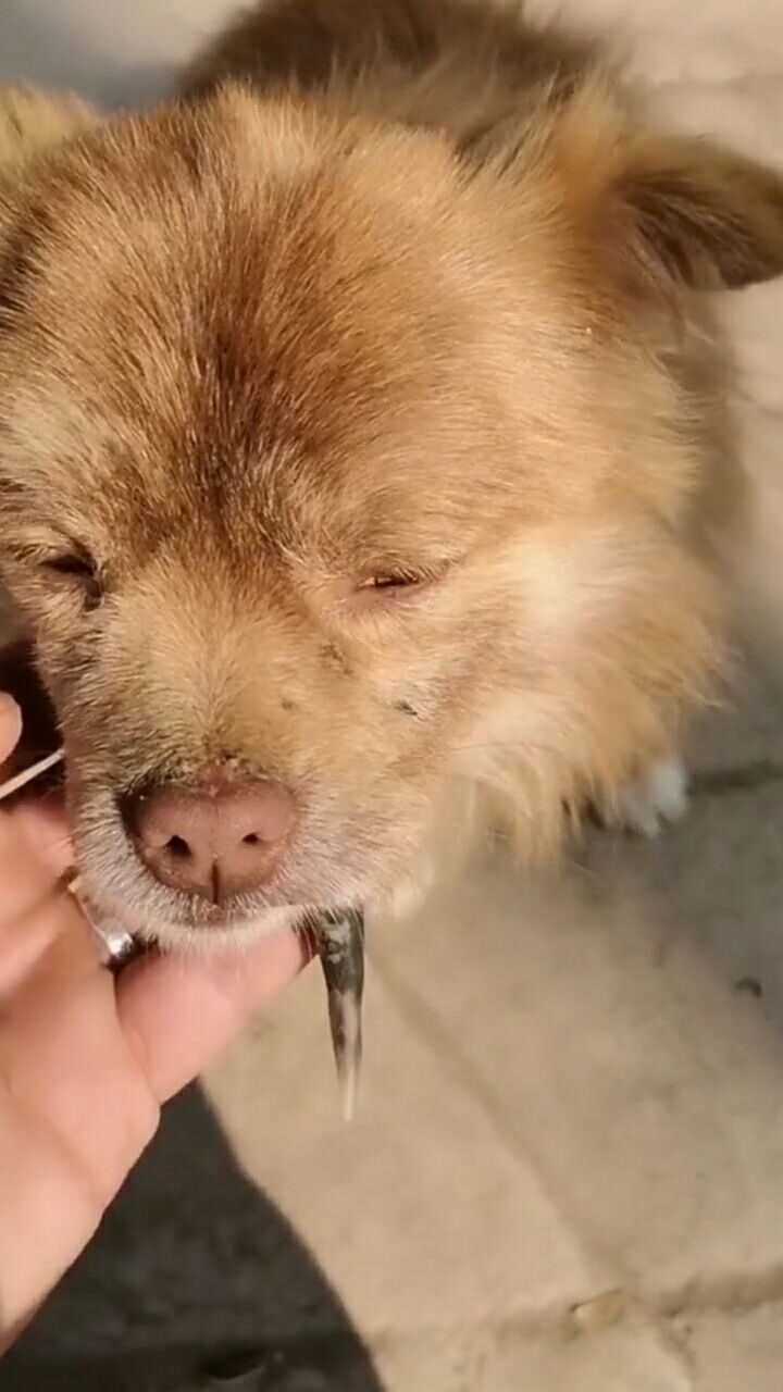 狗嘴里真的能吐出象牙来,长这么大还是第一次见,狗狗的主人都忍不住笑