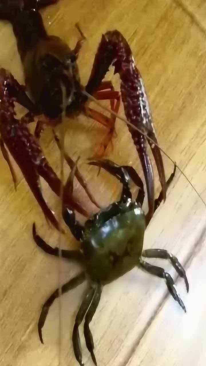 小龙虾和螃蟹打架一直僵持不下网友看谁能打过谁