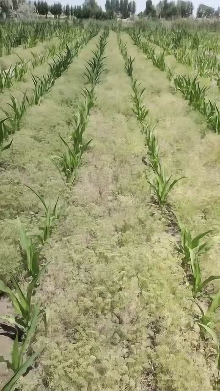 收孜然两天1000块真是第一次见孜然居然是这样生长的