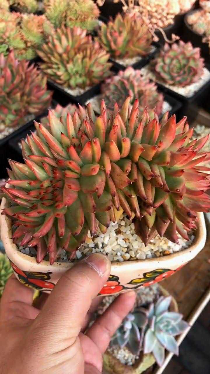 名叫红老虎缀化的品种多肉,看起来有点帅,非常喜欢