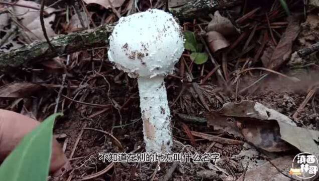 爱采野生菌的林哥,今天偶遇外表漂亮诱人的鹅膏菌,你认识了吗?