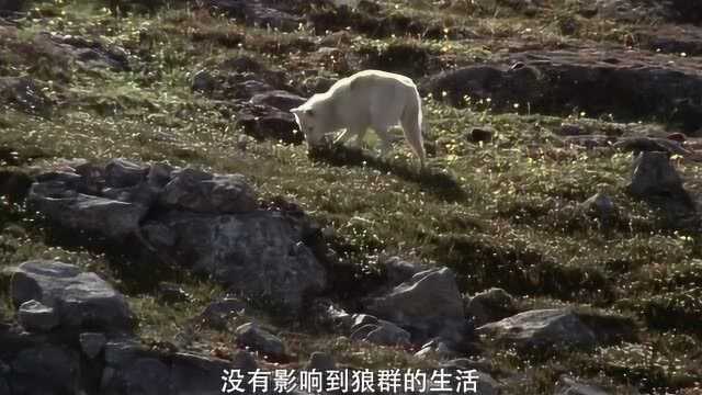 狼会威胁到鹿的生存吗这部电影做了调查,冒险片《狼踪》