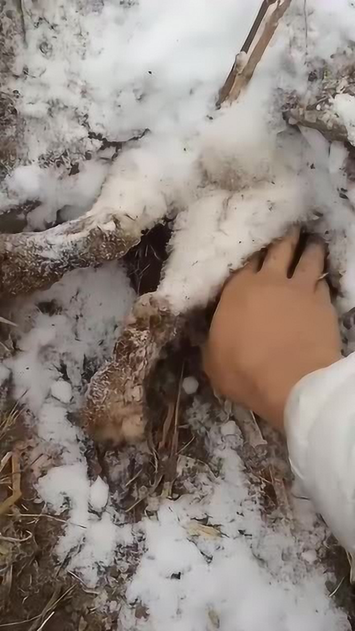 兔妈妈为窝里的宝宝遮风挡雨屁股都要冻僵了母爱太伟大了