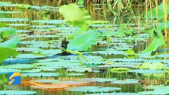 这就是山东丨 水色如茵山光似玉 泰安东平湖绿满仲夏