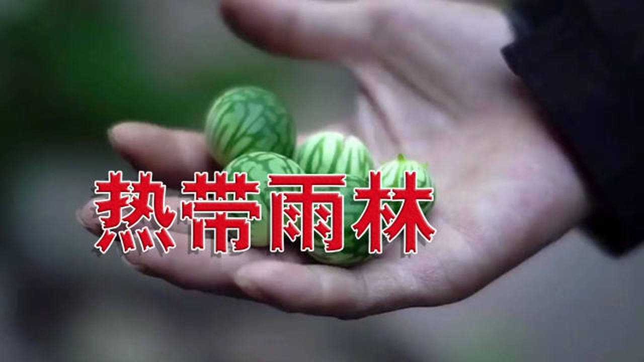 热带雨林探索全集—户外平头哥_高清