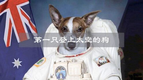 史上第一只登上太空的狗，在太空中漂浮了63年，是伟大的航天英雄