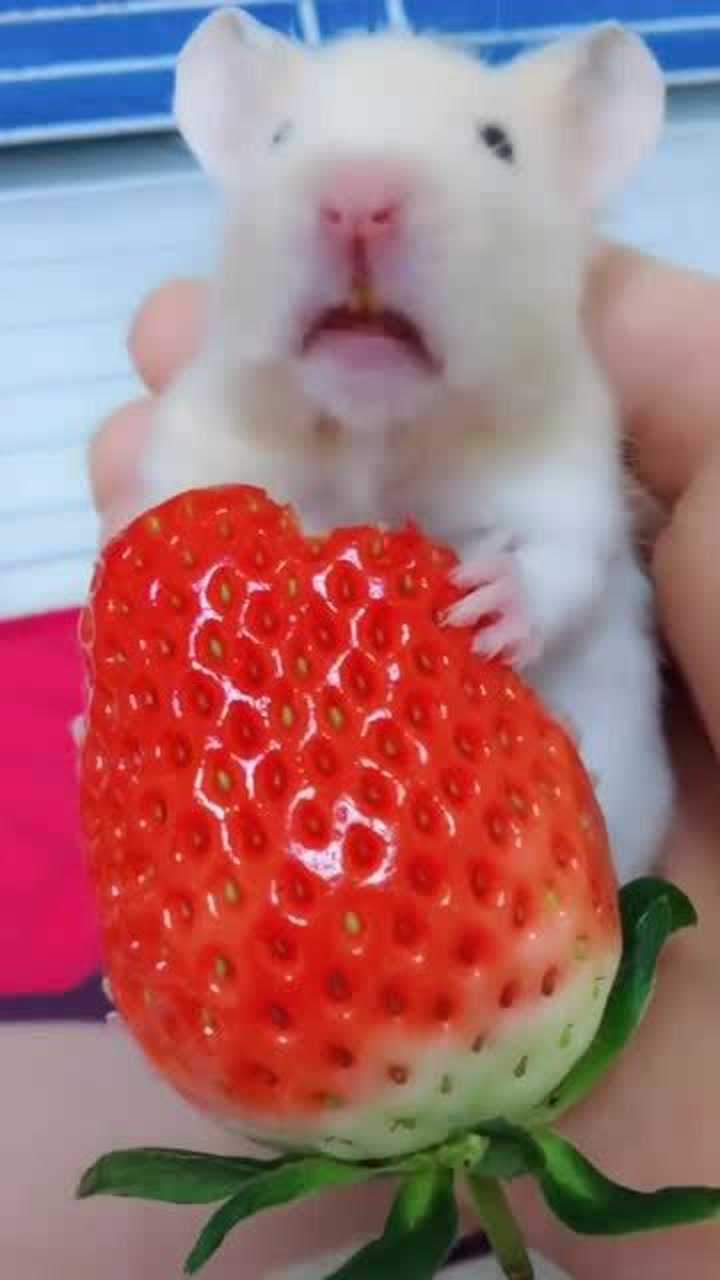 小仓鼠吃草莓看它的表情那么丰富这个草莓应该是酸的