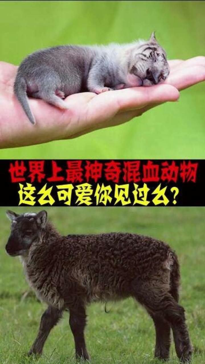 世界上最神奇的混血动物,这么可爱你见过么?