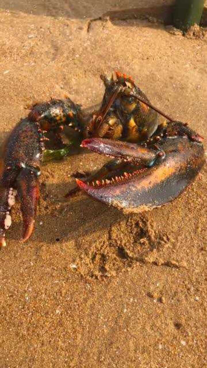 赶海小妹在海边挖个大龙虾