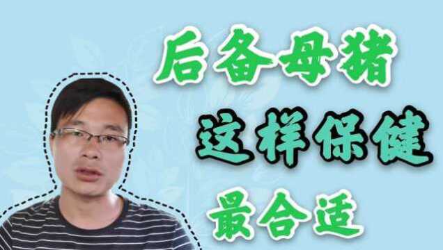 后备母猪饲养注意事项及保健方案,帮你养好母猪