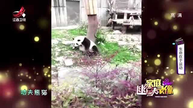 家庭幽默录像:中国武术博大精深,且看国宝熊猫上演醉拳!