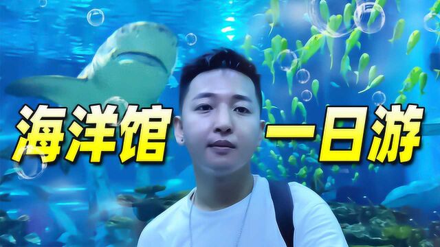 老撕鸡vlog50:畅玩魔都最好玩的海洋公园,身处蓝色梦境太治愈啦