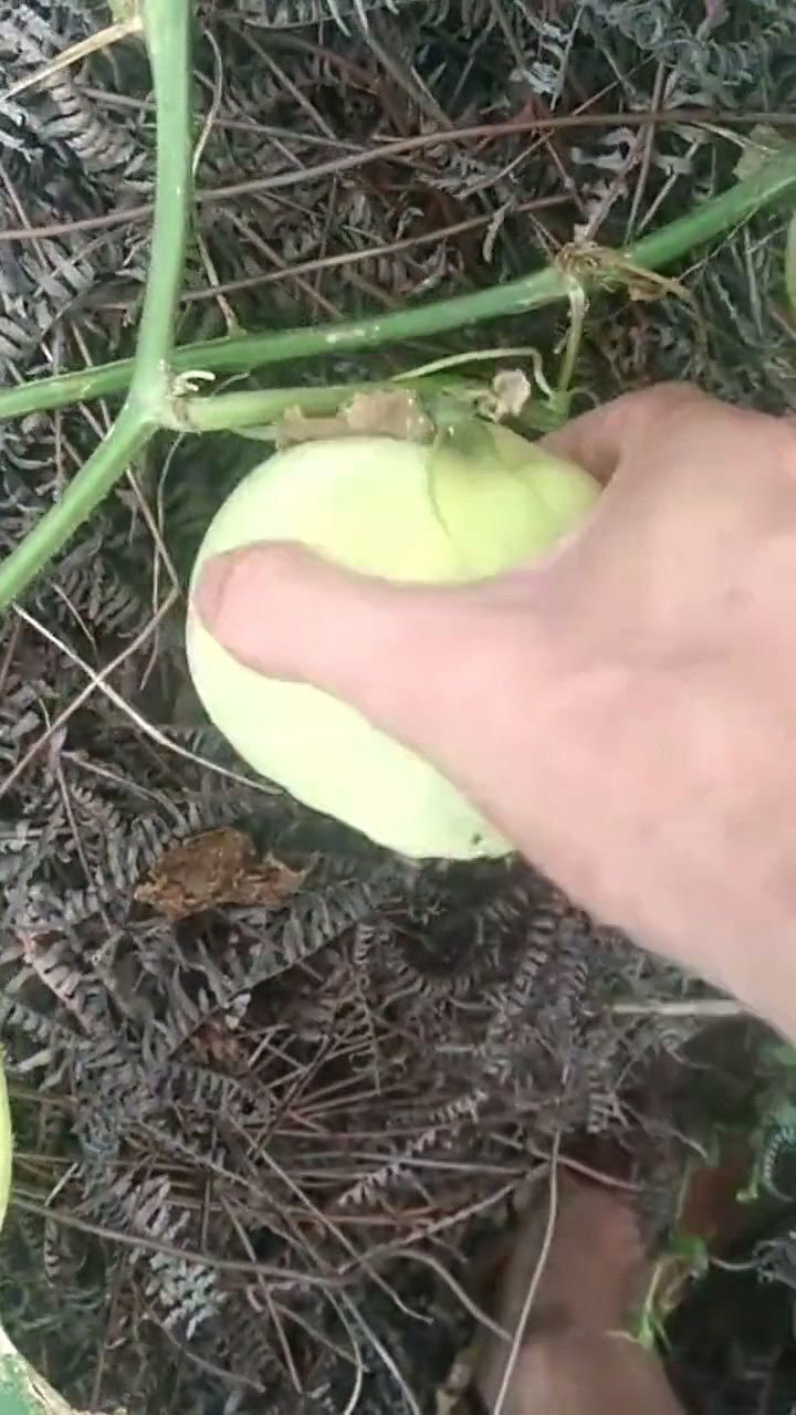 地里种的甜瓜被偷,这个偷瓜贼的手段,真是让人防不胜防