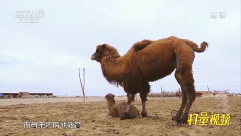 严厉的“母爱”寄托了骆驼妈妈的良苦用心|源味中国
