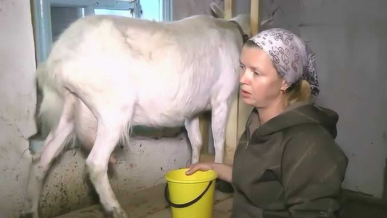 女牧民挤羊奶全过程手法非常娴熟