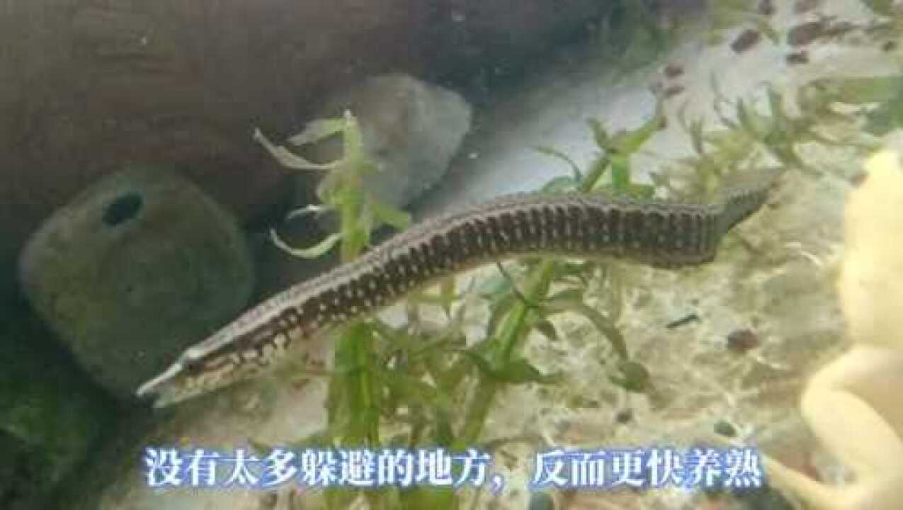 鱼缸里怎么养刀鳅?刺鳅吃什么食物?中华刺鳅饲养与训练开口吃饲料鱼食方法_腾讯视频