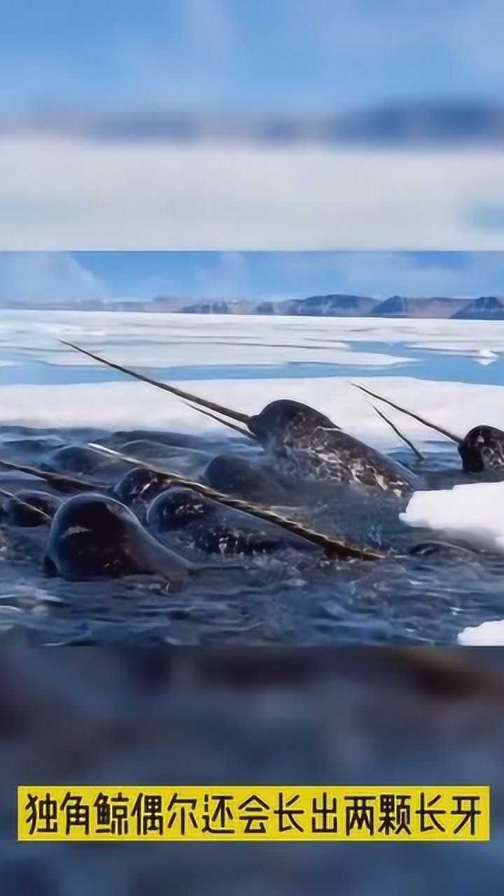 独角鲸的角其实是牙,最长能够达到3米,令人震惊!