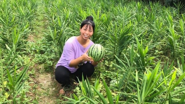 农村生姜地里种西瓜,皮薄又新鲜的小西瓜,小秀直呼真甜