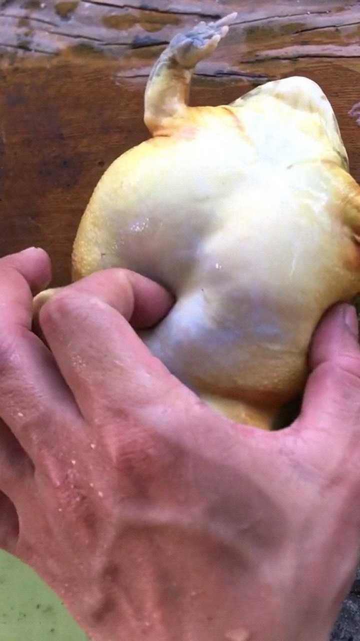 宠物这只非洲来的牛蛙越狱吃了我一只鳄龟现在肚子摸起来硬硬的肿么办